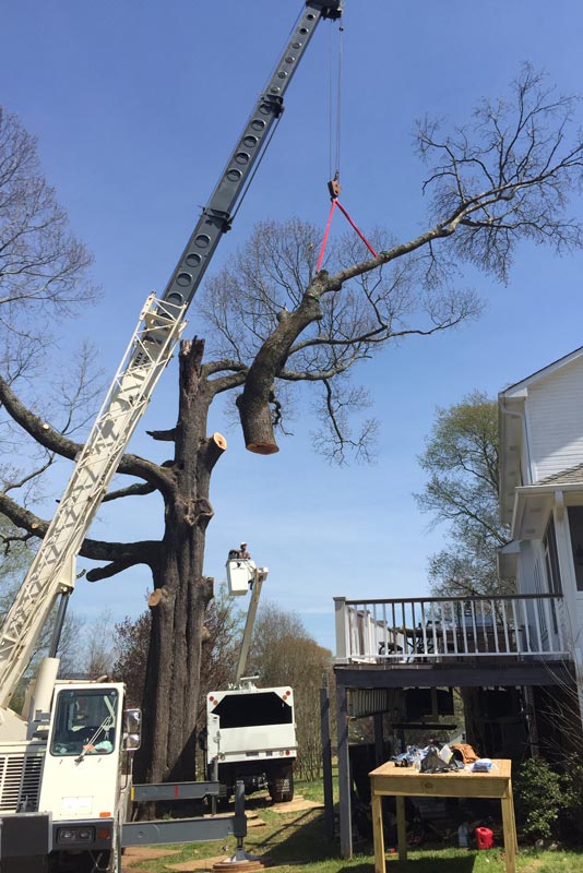 tree stump removal quote, 22630 Front Royal VA